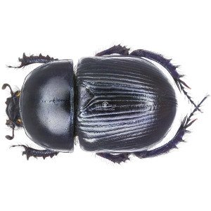 GEOTRUPES SPINIGER